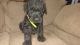 Giant Schnauzer Puppies for sale in Syracuse, IN 46567, USA. price: $1,600