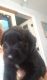 Giant Schnauzer Puppies for sale in Beaufort, NC 28516, USA. price: $400