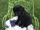 Giant Schnauzer Puppies for sale in Northern California, CA, USA. price: $2,350