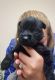 Giant Schnauzer Puppies for sale in Mt Sterling, KY 40353, USA. price: $1,200