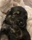 Giant Schnauzer Puppies for sale in Atoka, OK 74525, USA. price: $2,500