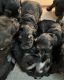 Giant Schnauzer Puppies for sale in Atoka, OK 74525, USA. price: $2,500
