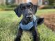 Giant Schnauzer Puppies for sale in Charlotte, NC, USA. price: NA