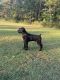 Giant Schnauzer Puppies for sale in Myrtle Beach, SC, USA. price: NA