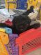 Giant Schnauzer Puppies for sale in Santa Clarita, CA 91354, USA. price: $2,500