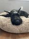 Giant Schnauzer Puppies for sale in Fort Worth, TX 76111, USA. price: $3,000