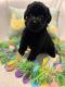 Giant Schnauzer Puppies for sale in Orlando, FL, USA. price: $2,000