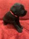 Giant Schnauzer Puppies for sale in Clinton Twp, MI, USA. price: $2,000