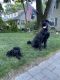 Giant Schnauzer Puppies for sale in Hawthorne, NJ 07506, USA. price: NA