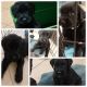 Giant Schnauzer Puppies for sale in Las Vegas, NV, USA. price: $1,500