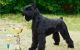 Giant Schnauzer Puppies for sale in Chicago, IL, USA. price: $2,500