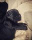 Giant Schnauzer Puppies for sale in Hawthorne, NJ 07506, USA. price: $3,000