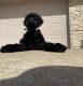 Giant Schnauzer Puppies for sale in Cassville, MO 65625, USA. price: $1,500