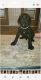 Giant Schnauzer Puppies for sale in Shallowater, TX 79363, USA. price: $300