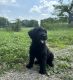 Giant Schnauzer Puppies for sale in Harrisonville, MO 64701, USA. price: NA