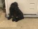 Giant Schnauzer Puppies for sale in Wooster, OH 44691, USA. price: NA