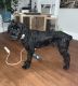 Giant Schnauzer Puppies for sale in Salt Lake City, UT, USA. price: NA