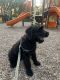 Giant Schnauzer Puppies for sale in Roseville, MI 48066, USA. price: $1,300
