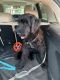 Giant Schnauzer Puppies for sale in Roseville, MI 48066, USA. price: NA