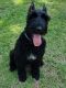 Giant Schnauzer Puppies for sale in Bunnlevel, NC 28323, USA. price: NA