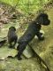 Giant Schnauzer Puppies for sale in KY-53, Shelbyville, KY, USA. price: $1,500