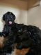 Giant Schnauzer Puppies for sale in Tamaqua, PA, USA. price: NA