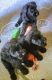 Giant Schnauzer Puppies for sale in Huntsville, TX 77320, USA. price: NA