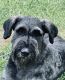 Giant Schnauzer Puppies for sale in Goldsboro, NC 27534, USA. price: $200,000