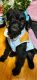 Giant Schnauzer Puppies for sale in Aurora, Colorado. price: $1,300