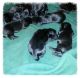 Giant Schnauzer Puppies for sale in Niles, MI 49120, USA. price: NA