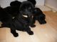 Giant Schnauzer Puppies for sale in Tampa, FL, USA. price: NA
