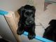 Giant Schnauzer Puppies for sale in Charlotte, NC, USA. price: $400