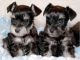 Giant Schnauzer Puppies for sale in Philadelphia, PA, USA. price: NA