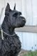 Giant Schnauzer Puppies for sale in Fayetteville, NC, USA. price: NA