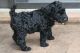 Giant Schnauzer Puppies for sale in Rochester, NY, USA. price: NA