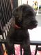 Giant Schnauzer Puppies for sale in Indianapolis, IN 46259, USA. price: NA