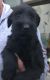 Giant Schnauzer Puppies for sale in Bloomfield Ave, Bloomfield, CT 06002, USA. price: NA