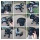 Giant Schnauzer Puppies for sale in Tupelo, MS, USA. price: NA