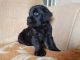 Giant Schnauzer Puppies for sale in Chicago, IL, USA. price: NA