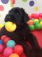 Giant Schnauzer Puppies for sale in Bountiful, UT 84010, USA. price: NA