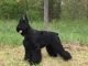 Giant Schnauzer Puppies for sale in Harrisonville, MO 64701, USA. price: $1,600