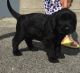 Giant Schnauzer Puppies for sale in Omar Ave, Carteret, NJ 07008, USA. price: $310