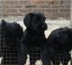 Giant Schnauzer Puppies for sale in Anderson, IN, USA. price: NA