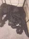 Giant Schnauzer Puppies for sale in NJ-17, Paramus, NJ 07652, USA. price: $400