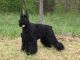 Giant Schnauzer Puppies for sale in Harrisonville, MO 64701, USA. price: $1,800