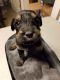 Giant Schnauzer Puppies for sale in Tupelo, MS, USA. price: $700