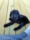 Giant Schnauzer Puppies for sale in Tupelo, MS, USA. price: $1,500