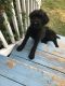 Giant Schnauzer Puppies for sale in Woodstock, VA 22664, USA. price: NA