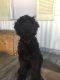 Giant Schnauzer Puppies for sale in Wilmington, NC, USA. price: $2,000