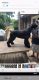 Giant Schnauzer Puppies for sale in Tupelo, MS, USA. price: $1,000